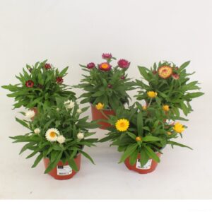 Bracteantha Mohave Bracteanta mix layer
(10 Plants/Order)(12cmP 25cmH)