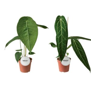 Anthurium Leaf Anthurium mix high
(8 Plants/Order)(12cmP 50cmH)