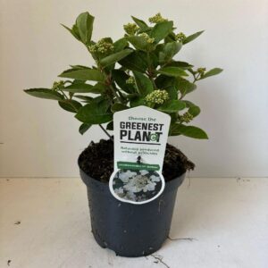 Hydrangea paniculata Hydrangea pan. ‘Dharuma’
(1 Plants/Order)(19cmP 40cmH)