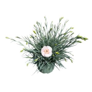 Carnation Carnation Whetman Mojito
(1 Plants/Order)(19cmP 45cmH)
