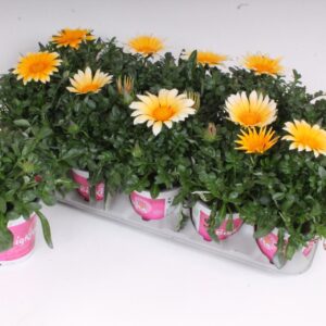 Gazania rigens Zany Sunny-Side Up Gazania Rigens P12 - Sunny Side Up
(8 Plants/Order)(12cmP 28cmH)