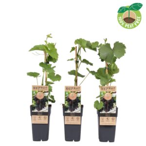 Vitis other white vinifera 'Vanessa', P15 (pitloos)
(10 Plants/Order)(15cmP 50cmH)