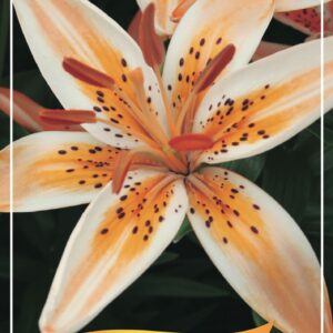 Lilium Lilium 'Orange Electric' P11
(10 Plants/Order)(11cmP 25cmH)