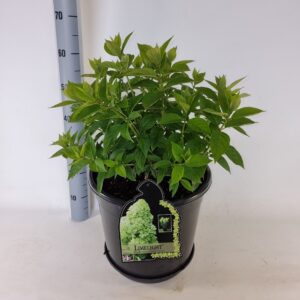 Hydrangea paniculata Limelight Hydrangea paniculata Limelight
(1 Plants/Order)(38cmP 85cmH)