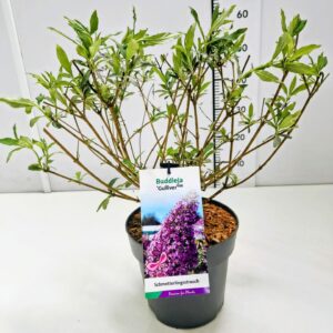 Buddleja Buddleja dav. 'Gulliver' C3
(1 Plants/Order)(19cmP 40cmH)