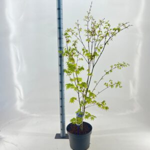 Acer palmatum Summer Gold Acer pal. 'Summer Gold'
(1 Plants/Order)(29cmP 120cmH)