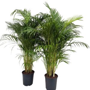 Chrysalidocarpus Dypsis lutescens P27 H160
(1 Plants/Order)(27cmP 165cmH)