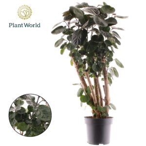 Polyscias Fabian Polyscias Fabian busch
(1 Plants/Order)(24cmP 120cmH)