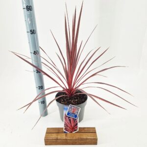 Cordyline Cordyline australis Charlie Boy ('RIC01'PBR)
(1 Plants/Order)(19cmP 50cmH)