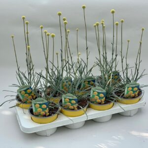 Vaste plants other Craspedia Beauty
(8 Plants/Order)(13cmP 42cmH)