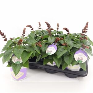 Salvia Salgoon Lake Flamingo Salvia Salgoon Lake Flamingo P15
(6 Plants/Order)(15cmP 45cmH)