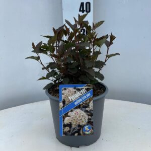 Physocarpus opulifolius Physocarpus opulifolius Little Joker ('Hoogi021'PBR)
(1 Plants/Order)(19cmP 35cmH)