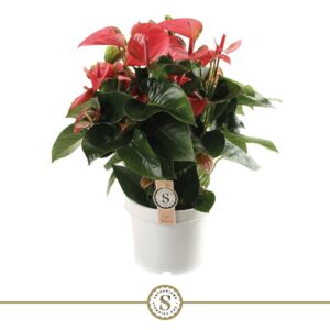 Anthurium Pink Champion Anthurium Pink Champion 21cm
(1 Plants/Order)(21cmP 65cmH)