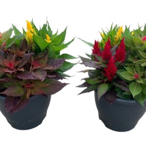 Celosia Kelos Fire Celosia Kelos Fire Carnaval
(3 Plants/Order)(20cmP 35cmH)