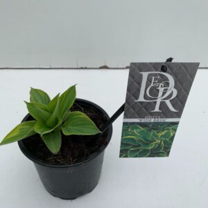 Hosta Wide Brim Hosta 'Wide Brim'
(8 Plants/Order)(13cmP 25cmH)