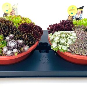 Sempervivum mix SEMPERVIVUM SCHAAL 23.0 - 7 Clr in TRAY
(2 Plants/Order)(23cmP 12cmH)
