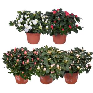 Rhododendron mix Azalea mixed (Voorjaar soorten) 13cm
(6 Plants/Order)(13cmP 30cmH)