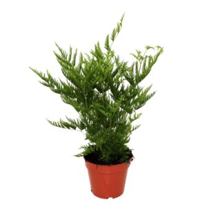 Pteris straminea Pteris Straminea (Naaldvaren)
(10 Plants/Order)(12cmP 30cmH)
