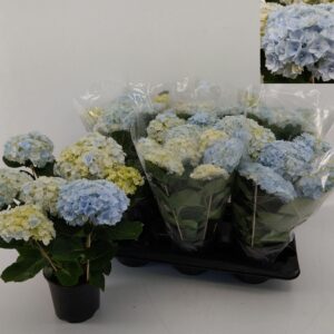 Hydrangea Vuurwerk purpel Hydrangea Hovaria New Double Blue
(6 Plants/Order)(14cmP 40cmH)