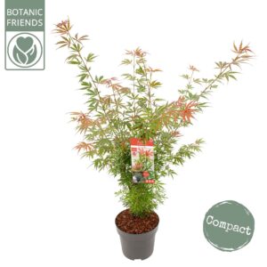 Acer palmatum Jerre Schwartz Acer palm. 'Jerre Schwartz'
(1 Plants/Order)(29cmP 110cmH)