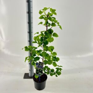 Hydrangea anomala petiolaris Hydrangea anomala petiolaris --gestokt 40 cm
(1 Plants/Order)(17cmP 70cmH)