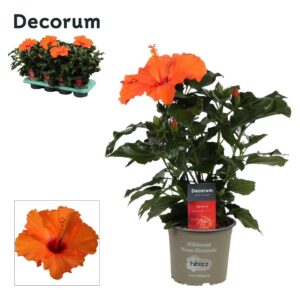 Hibiscus Sunny Lucca Decorum Hibiscus Lucca orange
(8 Plants/Order)(13cmP 35cmH)