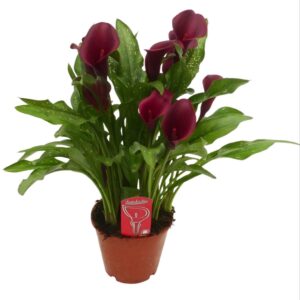 Zantedeschia other Zantedeschia red
(7 Plants/Order)(14cmP 45cmH)