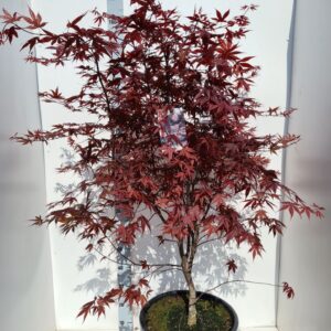 Acer palmatum Bloodgood Acer palmatum 'Bloodgood'
(1 Plants/Order)(43cmP 150cmH)