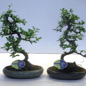 Bonsai Carmona macrophylla, 24cm., shape, without drip tray
(4 Plants/Order)(24cmP 35cmH)