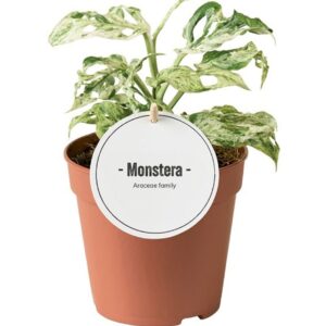 Monstera Monstera Frozen Freckles
(8 Plants/Order)(12cmP 25cmH)