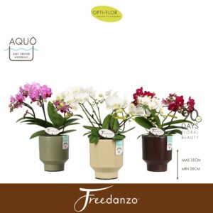 Phalaenopsis Multiflora Freedanzo Songbird mix 3-5 spike in Emilia mix Aquo
(6 Plants/Order)(12cmP 40cmH)
