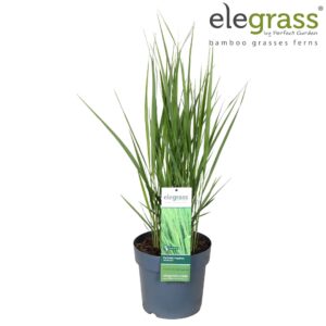 Panicum virgatum Panicum virgatum 'Northwind' P23
(1 Plants/Order)(23cmP 50cmH)