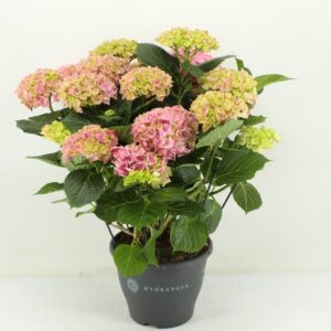 Hydrangea Rosa Hydrangea Hi River pink (Hortensia)
(1 Plants/Order)(23cmP 45cmH)