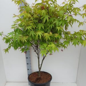 Acer palmatum Osakazuki Acer palmatum 'Osakazuki'
(1 Plants/Order)(36cmP 130cmH)
