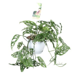 Monstera obliqua Leichtlinii Monstera obliqua in hangpot
(4 Plants/Order)(17cmP 40cmH)