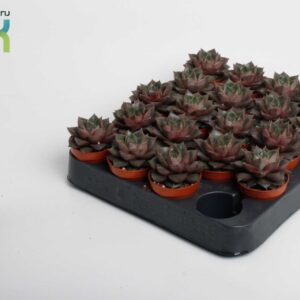 Echeveria Echeveria Purpusorum
(20 Plants/Order)(5.5cmP 10cmH)