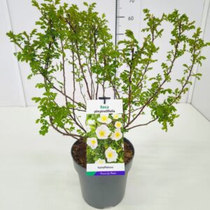 spinosissima Rosa pimpinellifolia C5
(1 Plants/Order)(23cmP 40cmH)