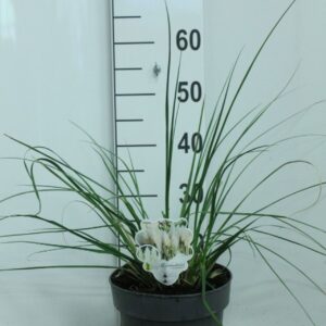 Cortaderia selloana Cortaderia selloana 'Junior' P23
(1 Plants/Order)(23cmP 50cmH)