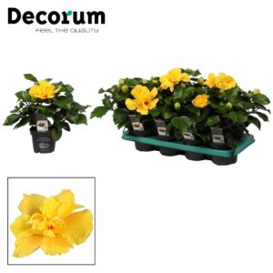 Hibiscus Koenig Decorum Hibiscus Koenig dark yellow dubble flower
(8 Plants/Order)(13cmP 35cmH)