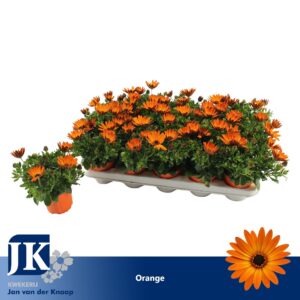 Osteospermum Sunny Classic Cilia Osteospermum orange TST
(15 Plants/Order)(10.5cmP 22cmH)