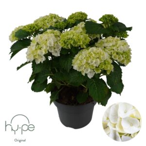 Hydrangea macrophylla other Hydrangea Mophead White 10+ | Hy-pe Original
(1 Plants/Order)(23cmP 45cmH)