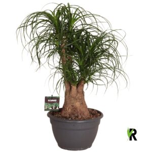 Nolina recurvata Beaucarnea rec. busch
(1 Plants/Order)(26cmP 70cmH)