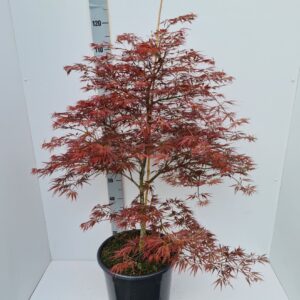 Acer palmatum Ornatum Acer palmatum 'Ornatum'
(1 Plants/Order)(36cmP 150cmH)