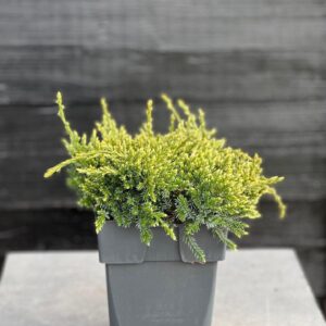 Juniperus squamata Holger Juniperus squamata 'Holger' P17
(6 Plants/Order)(17cmP 35cmH)
