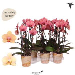 Phalaenopsis Elegant Cascade Kolibri Orchids Phalaenopsis Cascade Niagara Fall orange 2 spike
(6 Plants/Order)(12cmP 45cmH)