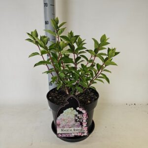 Hydrangea paniculata Hydrangea paniculata Magical Andes
(1 Plants/Order)(29cmP 65cmH)