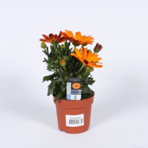 Osteospermum Sunny Classic Cilia Osteospermum orange
(15 Plants/Order)(10.5cmP 22cmH)
