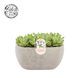 Crassula Crassula Moneymaker varie 25cm Summer Collection
(3 Plants/Order)(25cmP 20cmH)