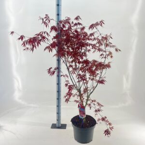 Acer palmatum Sumi-nagashi Acer pal. ‘Sumi-nagashi’
(1 Plants/Order)(29cmP 60cmH)