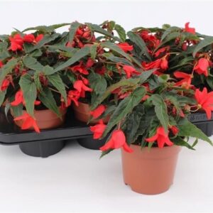Begonia Waterfall Encanto Red Begonia Waterfall Red
(8 Plants/Order)(13cmP 25cmH)